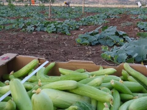 Avrupa siraya girdi hasadi baslayan urunun kilosu 50 liradan kapis kapis gidiyor 3K5ha6DY