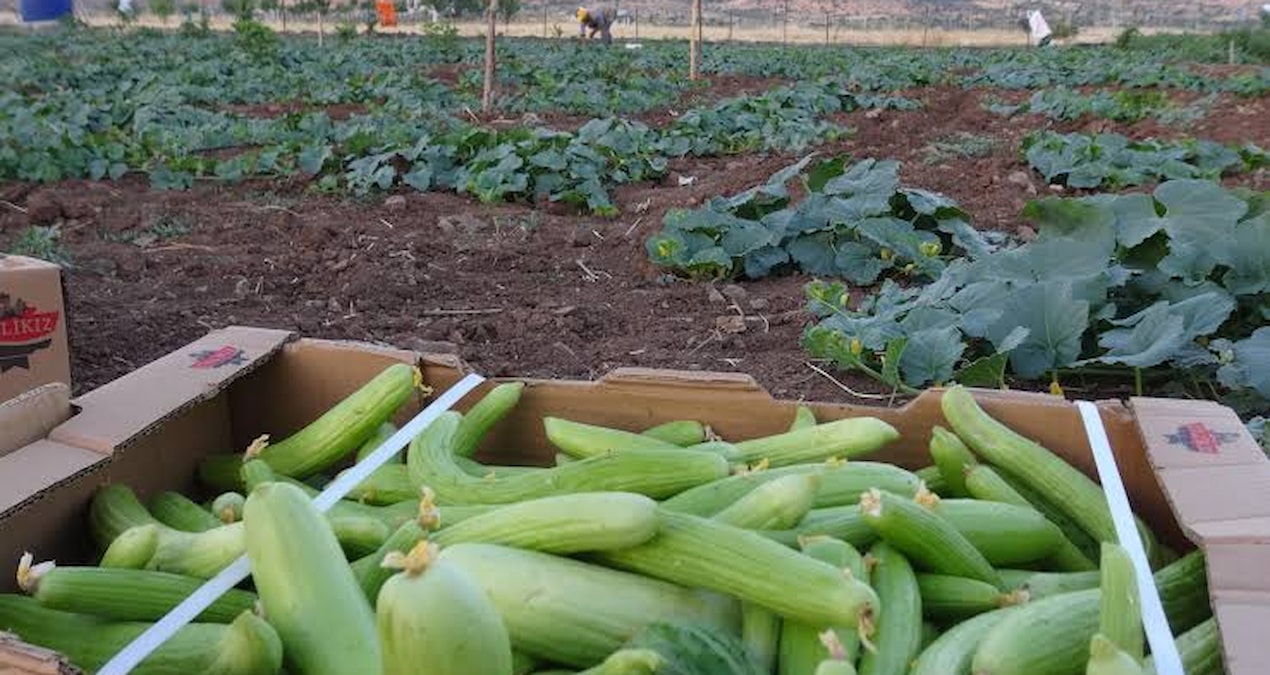 Avrupa siraya girdi hasadi baslayan urunun kilosu 50 liradan kapis kapis gidiyor 3K5ha6DY