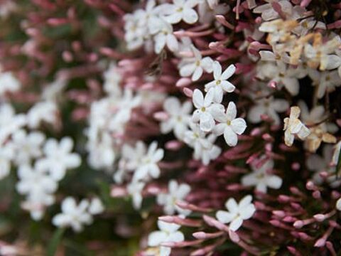 Evi parfum sisesine ceviriyor tek saksi yeter oda kokusunu unutun qr3JUFpL