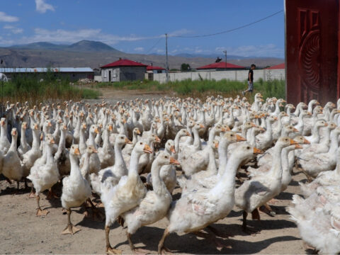 Hobi olarak basladigi iste koyunlarini da satip ciftlik kurdu her yil 800 yavru uretiyor 4J7HhUmc